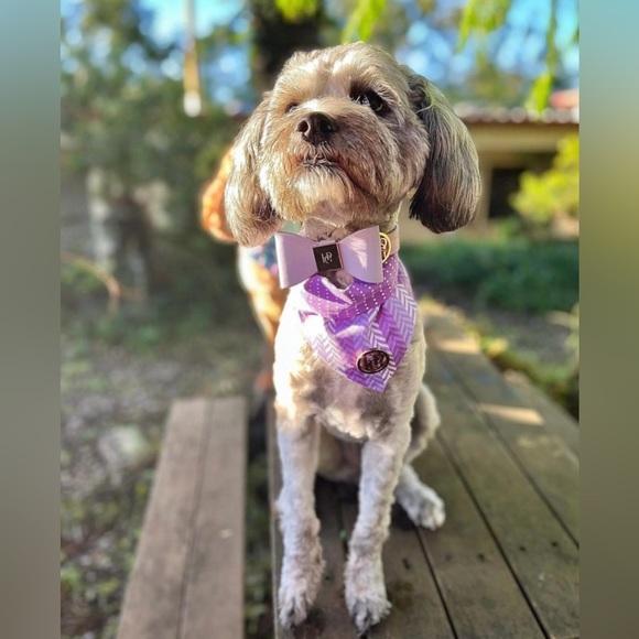 Snow Drop Leather Dog Collar | Gold Hardware & Removable Bow | Small - Picture 9 of 12